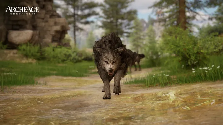 Lobo oscuro corriendo por un camino de tierra, con otro lobo detrás, en un bosque.