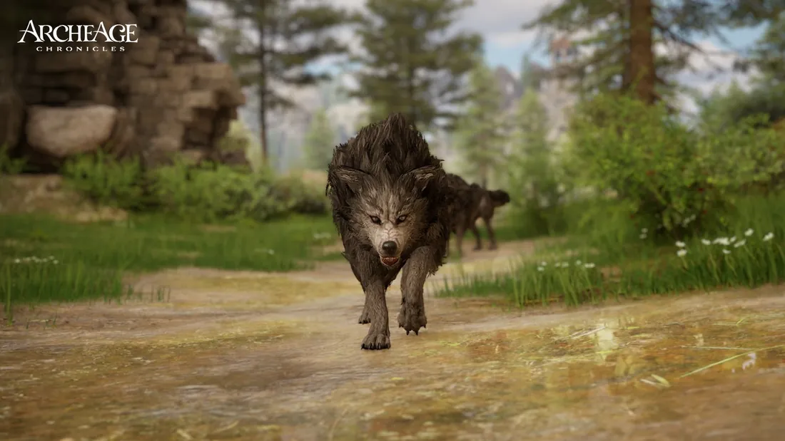 Lobo oscuro corriendo por un camino de tierra, con otro lobo detrás, en un bosque.